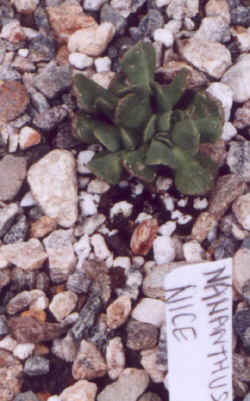 nananthus_nice.JPG (52811 bytes)