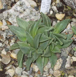 nananthus_vittatus_2002_oct27r.jpg (74798 bytes)