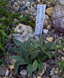 nananthus_vittatus_2002_sept7.jpg (50302 bytes)