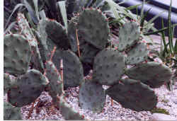 opuntia_compressa2.JPG (62777 bytes)