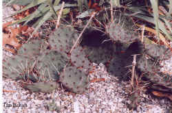 opuntia_compressa3.jpg (71201 bytes)