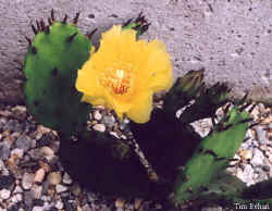 opuntia_compressa_flower_allyellow2.jpg (28943 bytes)