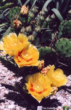 opuntia_compressa_flower_yellowredcenter3.jpg (54575 bytes)