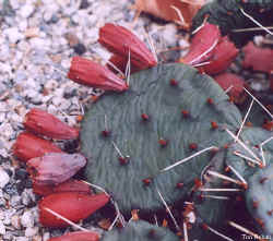 opuntia_compressa_redbuds_2001_dec1.jpg (44375 bytes)
