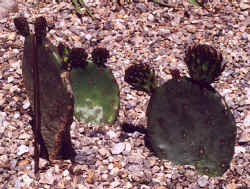 opuntia_compressa.JPG (56890 bytes)