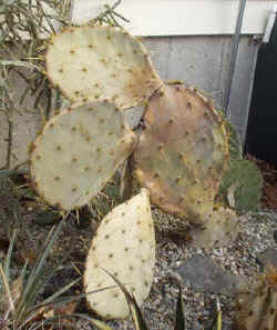 opuntia_engelmanii_2003_mar8r.jpg (73634 bytes)