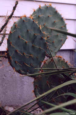 opuntia_engelmannii_2001_dec1.jpg (46602 bytes)