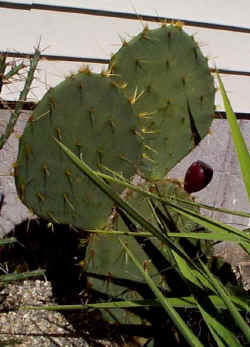 opuntia_engelmannii_2001_sept27.jpg (38415 bytes)