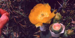 opuntia_engelmannii_2002_jun.jpg (37547 bytes)
