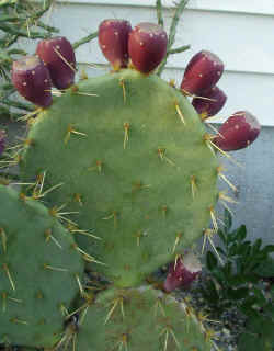 opuntia_engelmannii_2002_oct22r.jpg (71361 bytes)