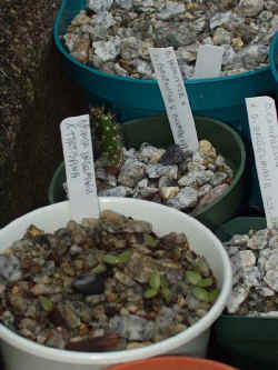 opuntia_engelmanniixtortispina_seedlings_2003_aug17r.jpg (56209 bytes)