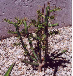 opuntia_kleiniae2.jpg (75811 bytes)