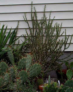 opuntia_kleiniae5_aug1401.jpg (119924 bytes)