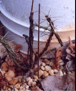 opuntia_kleiniae.jpg (35548 bytes)