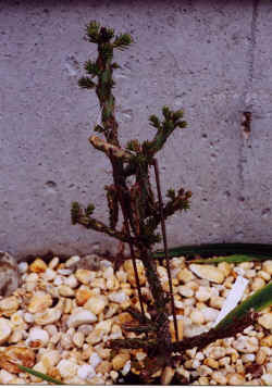 opuntia_leptacaulis2.jpg (59933 bytes)