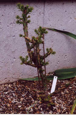 opuntia_leptacaulis3.jpg (63389 bytes)