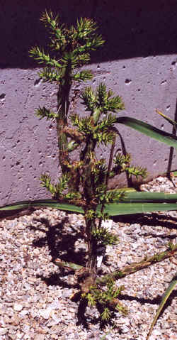opuntia_leptacaulis4.JPG (74545 bytes)
