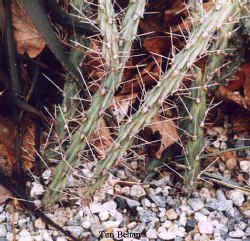 opuntia_leptacaulis6.jpg (44092 bytes)