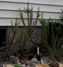 opuntia_leptacaulis7_aug1401.jpg (103967 bytes)
