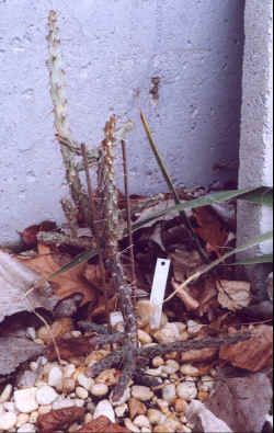opuntia_leptacaulis.jpg (63677 bytes)
