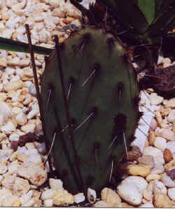 opuntia_phaecantha_arenacea2.jpg (27195 bytes)