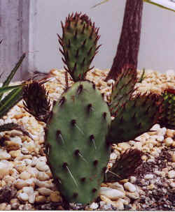 opuntia_phaecantha_arenacea3.jpg (38671 bytes)