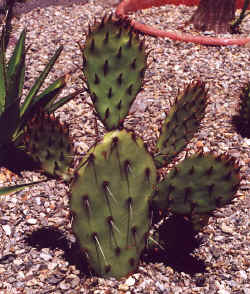opuntia_phaecantha_arenacea4.JPG (69814 bytes)