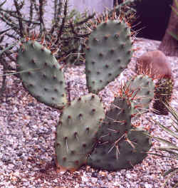 opuntia_phaecantha_arenacea5.JPG (59558 bytes)