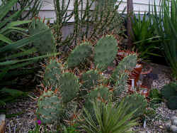 opuntia_phaecantha_arenacea6_aug1401.JPG (173454 bytes)