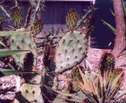 opuntia_phaecantha_arenacea7_may01.jpg (54181 bytes)