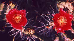 opuntia_phaecantha_arenacea_2002_June.jpg (42262 bytes)