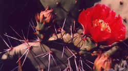 opuntia_phaecantha_arenacea_2002_jun.jpg (27127 bytes)