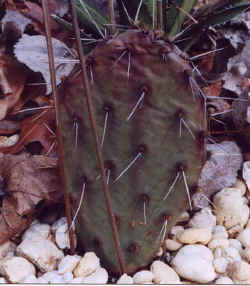 opuntia_phaecantha_arenacea.jpg (35833 bytes)