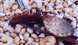 opuntia_santarita.jpg (31956 bytes)