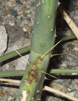 opuntia_sp_erect_2003_aug31r.jpg (69412 bytes)