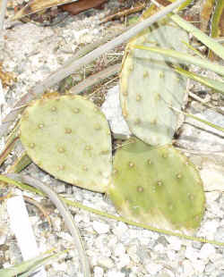 opuntia_sp_erect_2003_mar22r.jpg (73954 bytes)