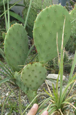 opuntia_sp_erect_2_2003_aug31r.jpg (73175 bytes)