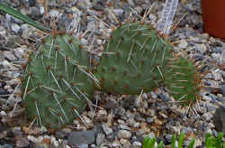 opuntia_tortispina_aug1401.JPG (113019 bytes)