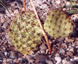 opuntia_tortispina.JPG (51002 bytes)