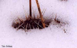 opuntia_tortispina_snow.jpg (14504 bytes)