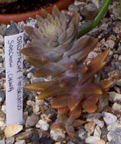 orostachys_fimbriatus_2001_aug14.jpg (55804 bytes)