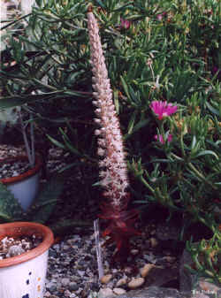 orostachys_fimbriatus_2001_oct20.jpg (69802 bytes)