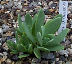 orostachys_iwarenge_2001_aug14.jpg (27346 bytes)