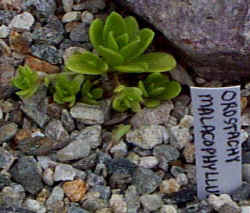 orostachys_malacophyllus_2001_aug14.jpg (40004 bytes)