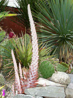orystachy_fimbriatus_2003_oct17r.jpg (69929 bytes)