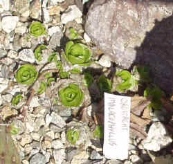 orystachys_malacophyllus_2003_mar22r.jpg (44801 bytes)