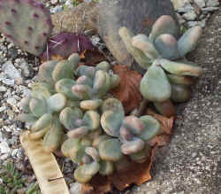 pachyphytum bracteosum 2002 dec8r.jpg (70749 bytes)