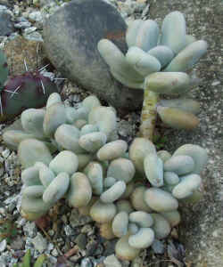 pachyphytum bracteosum 2002 oct22r.jpg (74541 bytes)