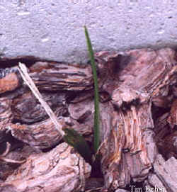 rhapidophyllum_hystrix_2001_oct1.jpg (19532 bytes)