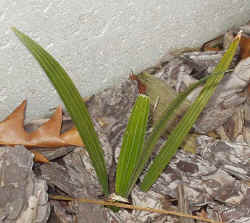rhapidophyllum_hystrix_2002_dec8r.jpg (72031 bytes)
